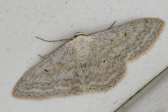 Bergurtemåler (Scopula incanata)