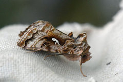 Gråbrunt metallfly (Autographa buraetica)