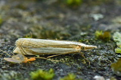 Beitenebbmott (Crambus pascuella)