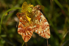 Myrperlemorvinge (Boloria aquilonaris)