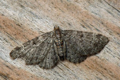 Blåbærblomstmåler (Pasiphila debiliata)