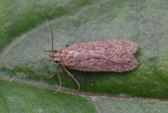 Bryotropha terrella