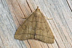 Gråbrunt viftefly (Herminia tarsipennalis)