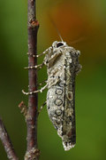 Grønt langvingefly (Actebia praecox)