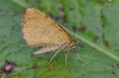 Brun buemåler (Macaria brunneata)