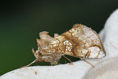 Tyrihjelmfly (Polychrysia moneta)