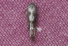 Mompha lacteella