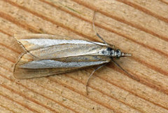 Perlemornebbmott (Catoptria margaritella)