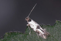 Bucculatrix humiliella