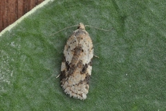 Bjørkeflatvikler (Acleris notana)