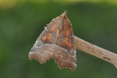 Flikfly (Scoliopteryx libatrix)