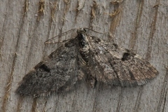 Taigadvergmåler (Eupithecia conterminata)