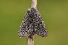 Blågrått kveldfly (Acronicta euphorbiae)