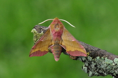 Liten snabelsvermer (Deilephila porcellus)