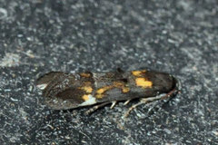 Mompha raschkiella
