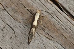 Rognebærmøll (Argyresthia conjugella)