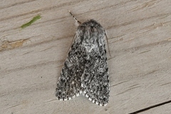 Blågrått kveldfly (Acronicta euphorbiae)