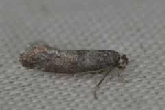 Swammerdamia caesiella
