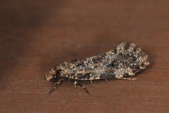Nettkjukemøll (Montescardia tessulatellus)