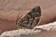 Furumåler (Bupalus piniaria)