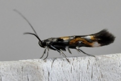 Mompha locupletella