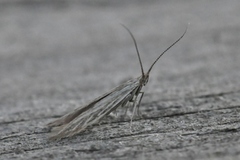 Coleophora virgaureae