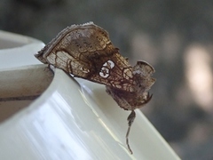 Tyrihjelmfly (Polychrysia moneta)