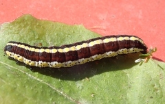 Svevehettefly (Cucullia lucifuga)