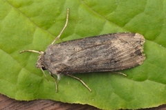 Langvingejordfly (Agrotis ipsilon)