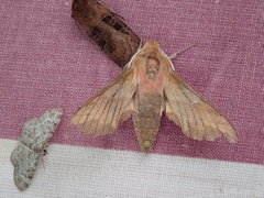 Liten snabelsvermer (Deilephila porcellus)