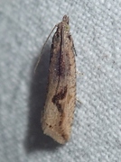 Starrsumpvikler (Bactra lacteana)