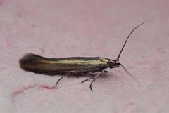 Coleophora