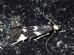 Elachista albifrontella