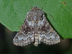 Tofargefly (Hecatera bicolorata)