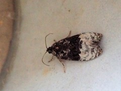 Bjørkeløvvikler (Apotomis betuletana)