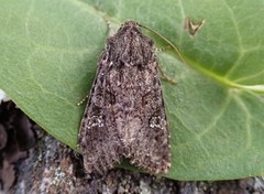 Kålfly (Mamestra brassicae)