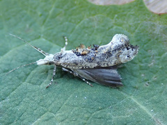 Ypsolopha asperella