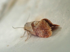 Rosa gullrispraktvikler (Cochylidia subroseana)