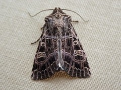 Nettnellikfly (Sideridis reticulata)