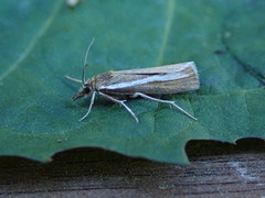 Fjellnebbmott (Catoptria furcatellus)