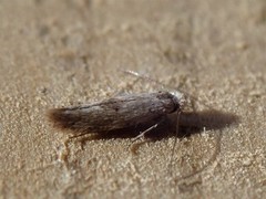 Bucculatrix humiliella