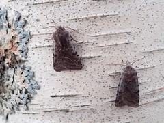 Fiolett vårfly (Cerastis rubricosa)