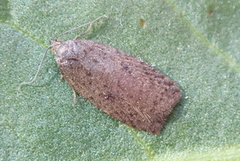 Fjellflatvikler (Acleris implexana)