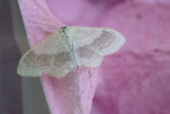 Vinkelengmåler (Idaea aversata)