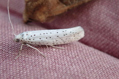 Heggspinnmøll (Yponomeuta evonymella)