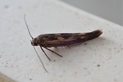 Scythris limbella