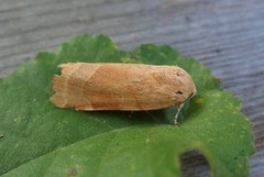 Bredbåndfly (Noctua fimbriata)