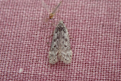 Anacampsis populella