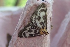 Nesleengmott (Anania hortulata)