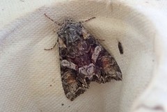 Broket lundfly (Lacanobia contigua)
